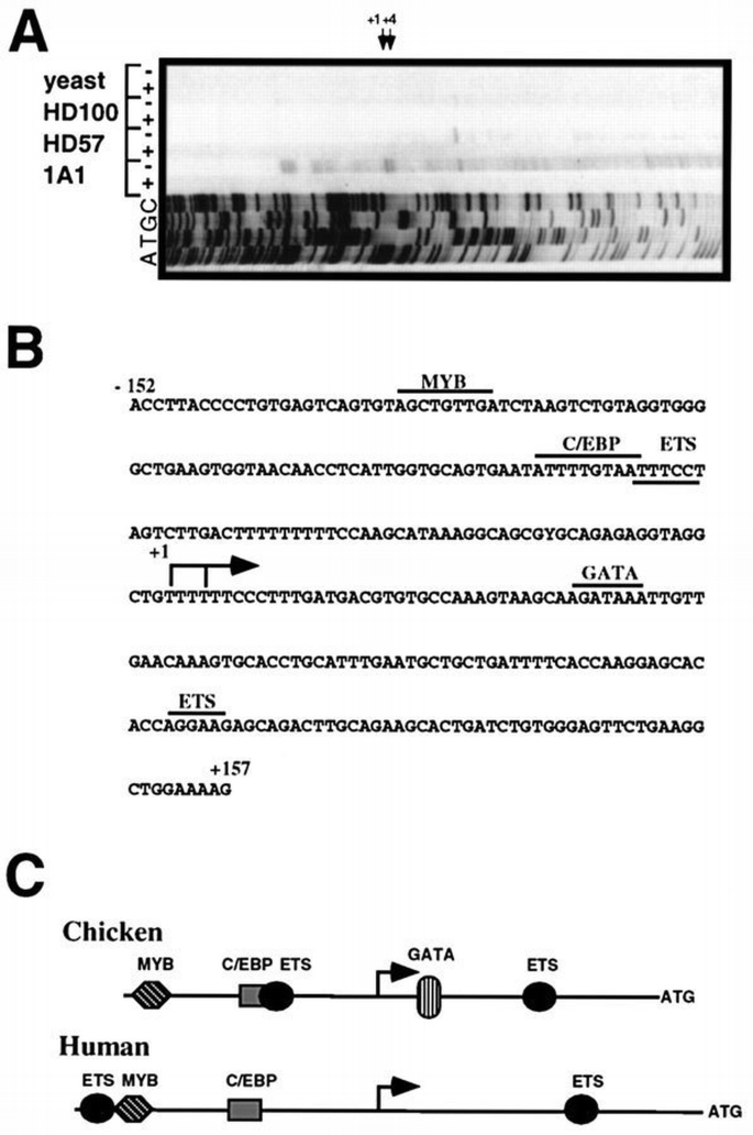 Regulation of eosinophil‐specific gene expression by a C/EBP–Ets ...