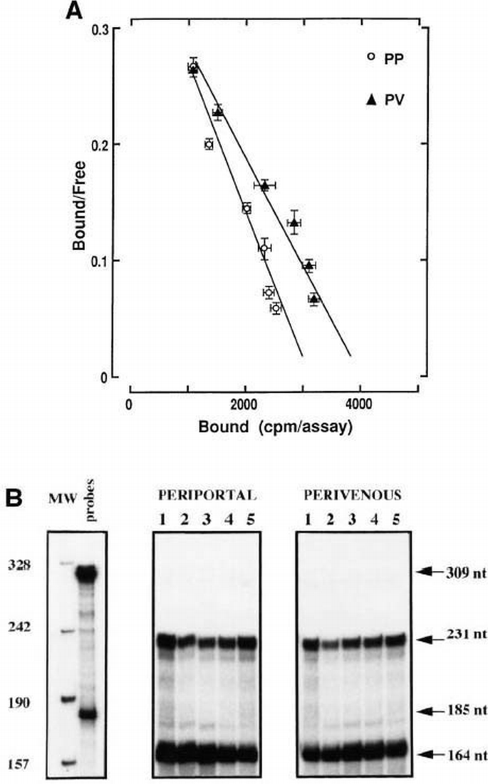 Receptor‐oriented intercellular calcium waves evoked by vasopressin in ...