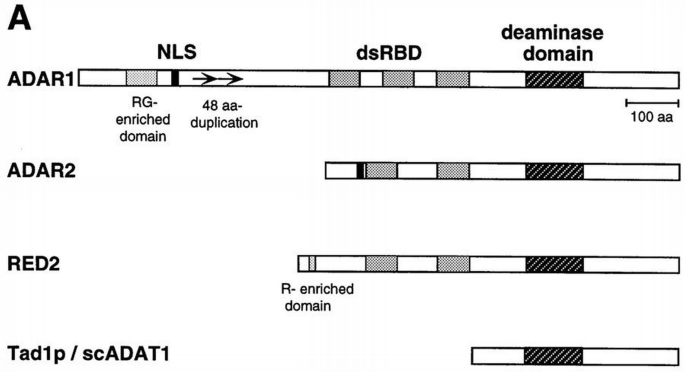 Tad1p, a yeast tRNA‐specific adenosine deaminase, is related to the ...