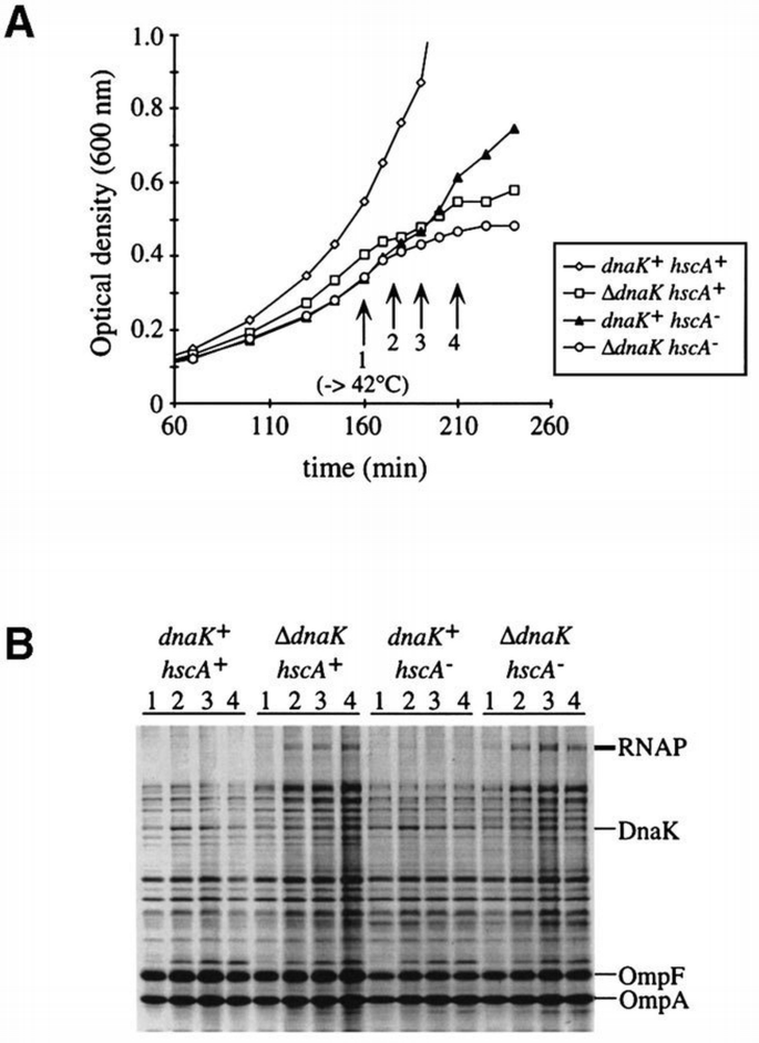Role of the DnaK and HscA homologs of Hsp70 chaperones in protein ...