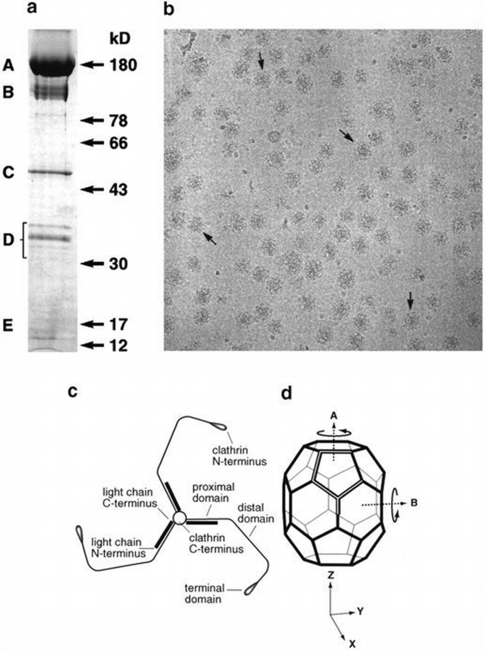 Clathrin coats at 21 Å resolution: a cellular assembly designed to ...