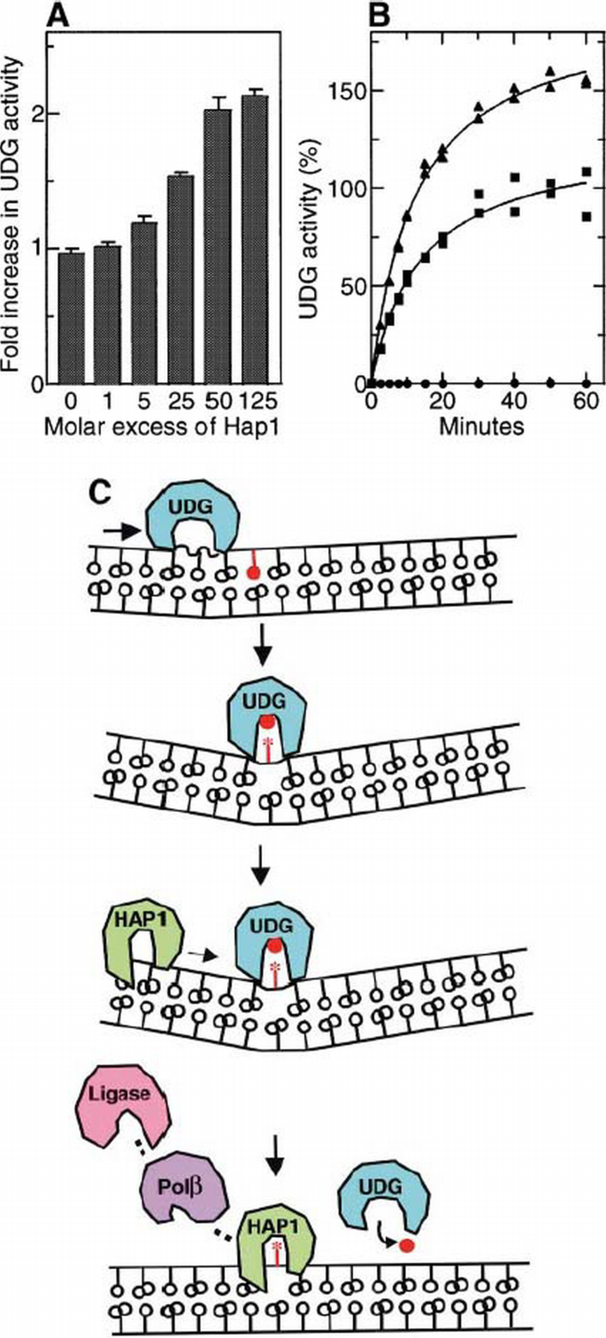 Base excision repair initiation revealed by crystal structures and ...
