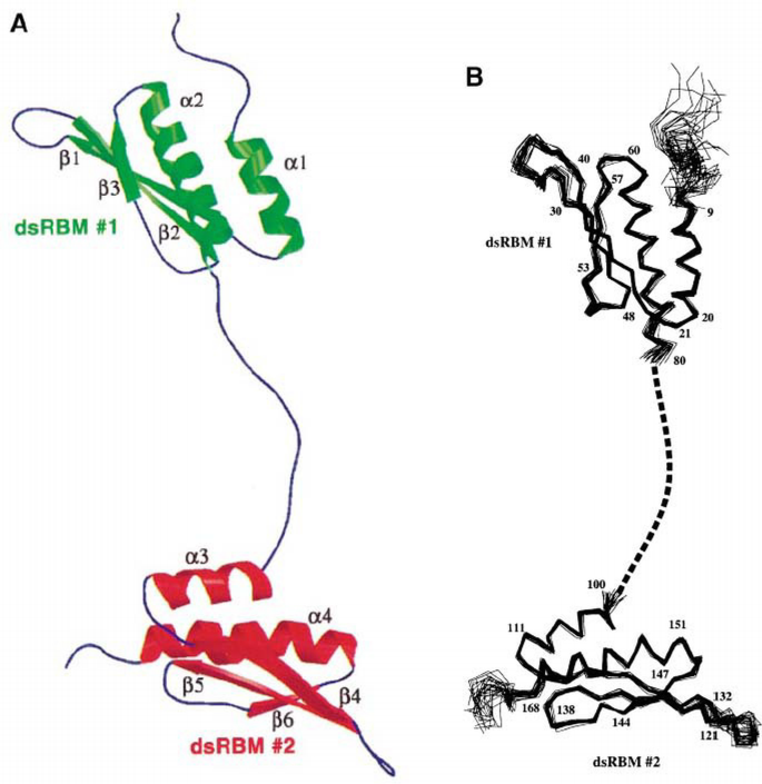 Structure of the double‐stranded RNA‐binding domain of the protein ...