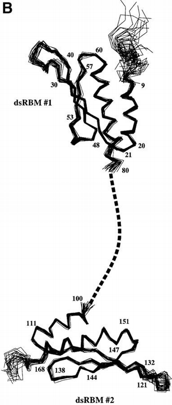 Structure of the double‐stranded RNA‐binding domain of the protein ...