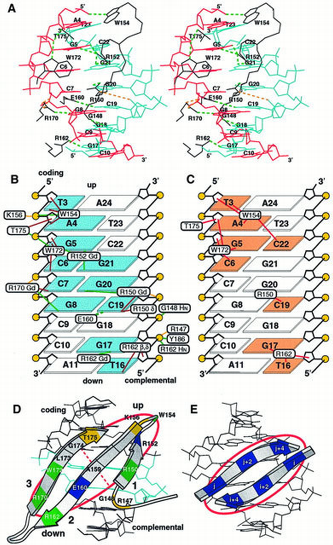 A novel mode of DNA recognition by a β‐sheet revealed by the solution ...