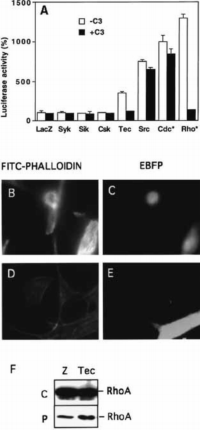 Tec/Bmx non‐receptor tyrosine kinases are involved in regulation of Rho ...