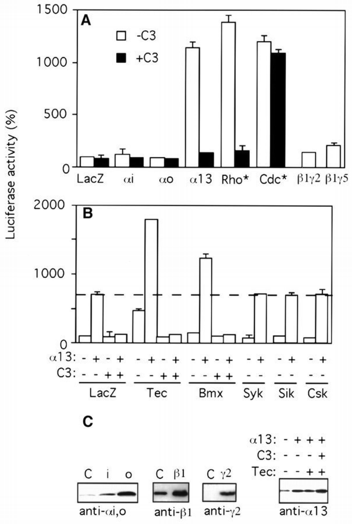 Tec/Bmx non‐receptor tyrosine kinases are involved in regulation of Rho ...