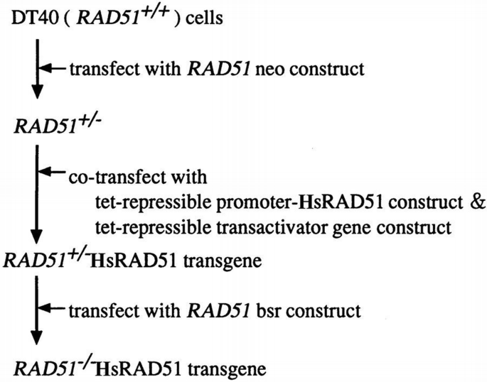 Thermo Rad51 Translocation Rad51‐deficient vertebrate cells accumulate chromosomal breaks prior to ...