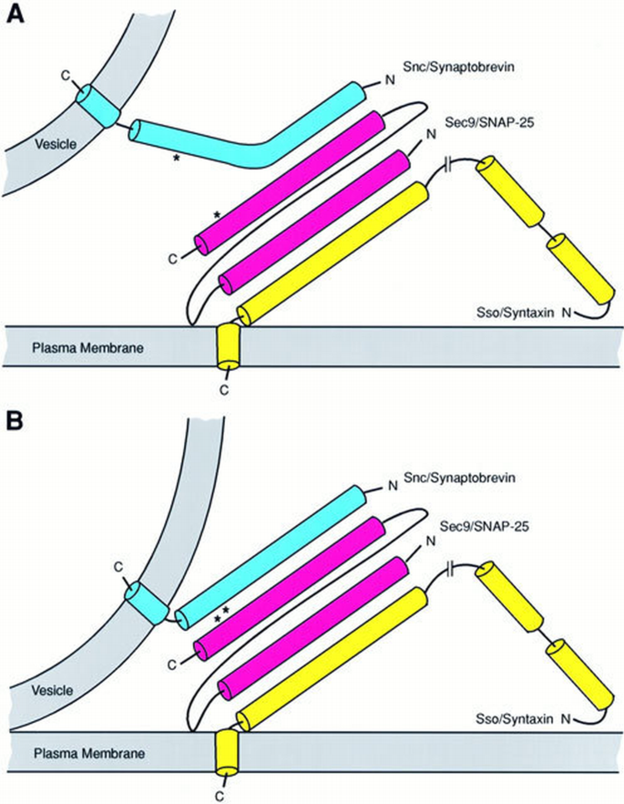 Genetic and morphological analyses reveal a critical interaction ...