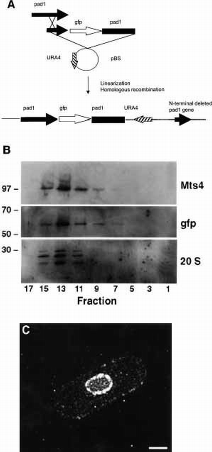 Localization of the 26S proteasome during mitosis and meiosis in ...