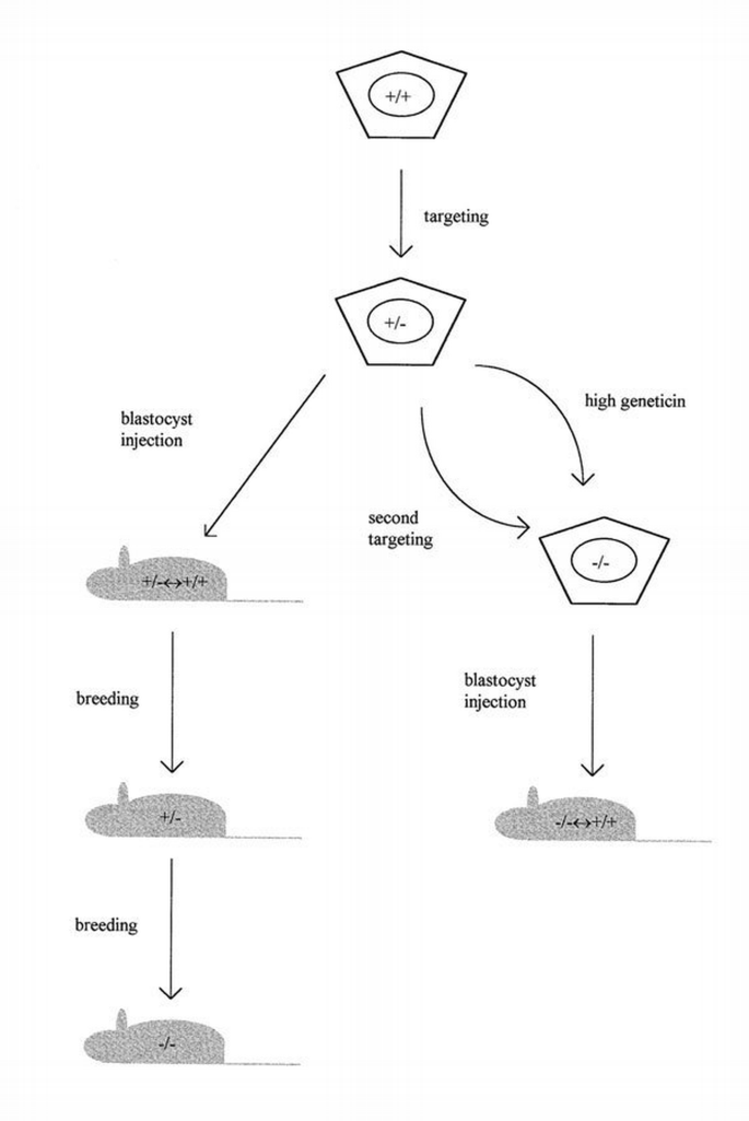 Terminicide Mutations Tumour suppressor gene mutations in humans and mice: parallels and ...