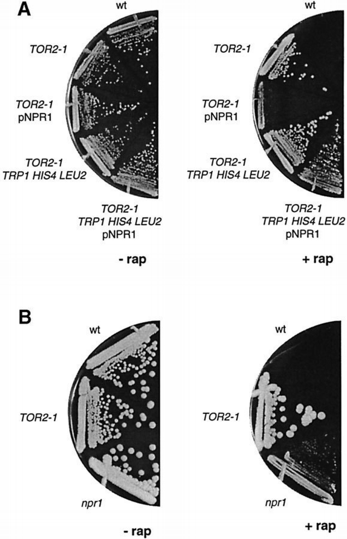 The TOR nutrient signalling pathway phosphorylates NPR1 and inhibits ...