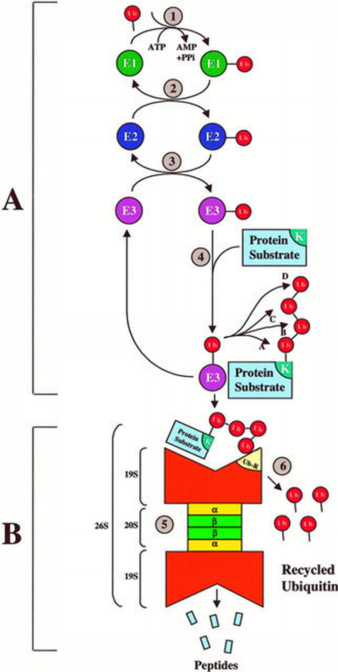 The ubiquitin–proteasome pathway: on protein death and cell life | The ...