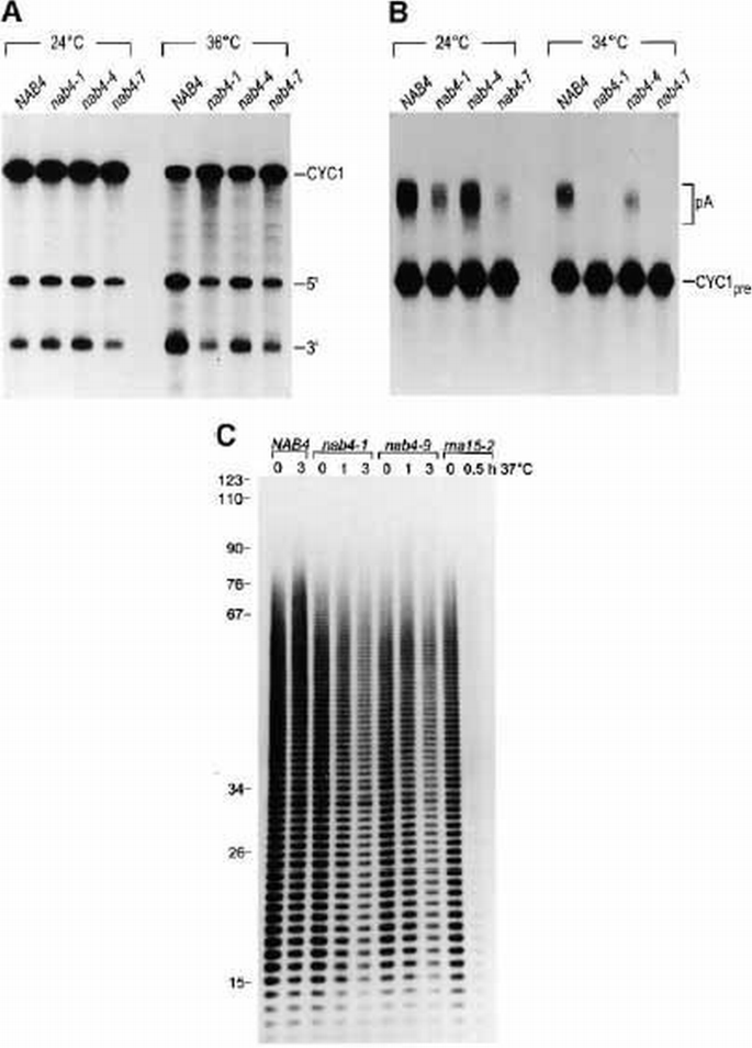Control of cleavage site selection during mRNA 3′ end formation by a ...