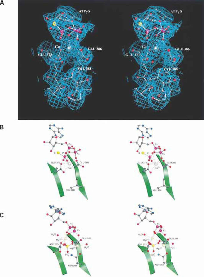 glutathione spike protein Synapsin I is structurally similar to ATP‐utilizing enzymes | The EMBO Journal Select a pack:Pack of 1 datafiltercategory: SKINCARE 5-AMINO-1MQ (30 CAPSULES) –