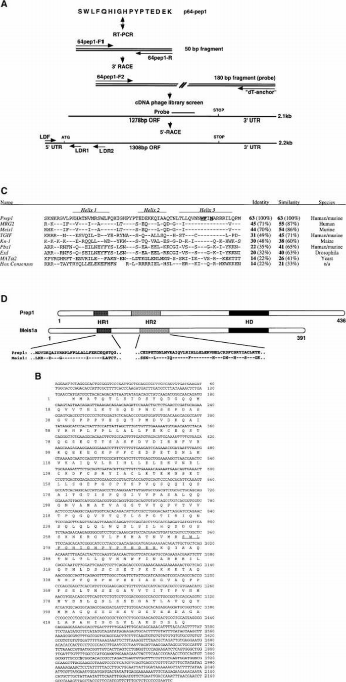 Prep1, a novel functional partner of Pbx proteins | The EMBO Journal ...