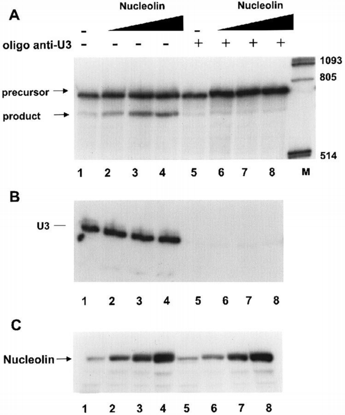 Nucleolin functions in the first step of ribosomal RNA processing | The ...