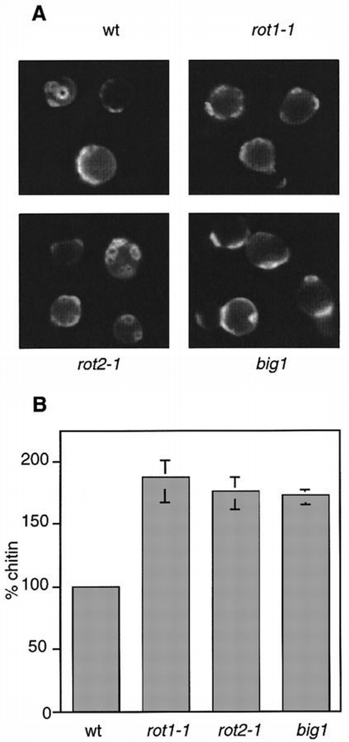 Color Ro1 Cell wall integrity modulates RHO1 activity via the exchange factor ...