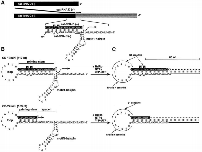 Dissecting RNA recombination in vitro: role of RNA sequences and the ...