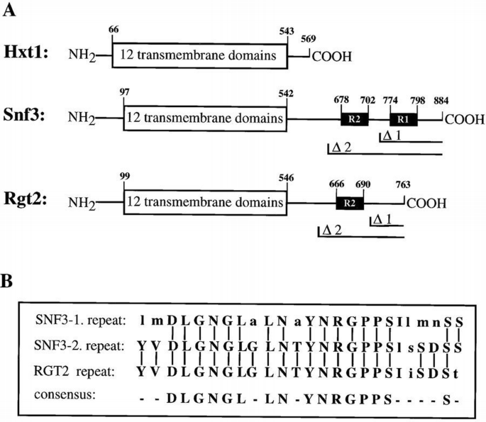 Snf3 Structure Glucose sensing and signaling by two glucose receptors in the yeast ...