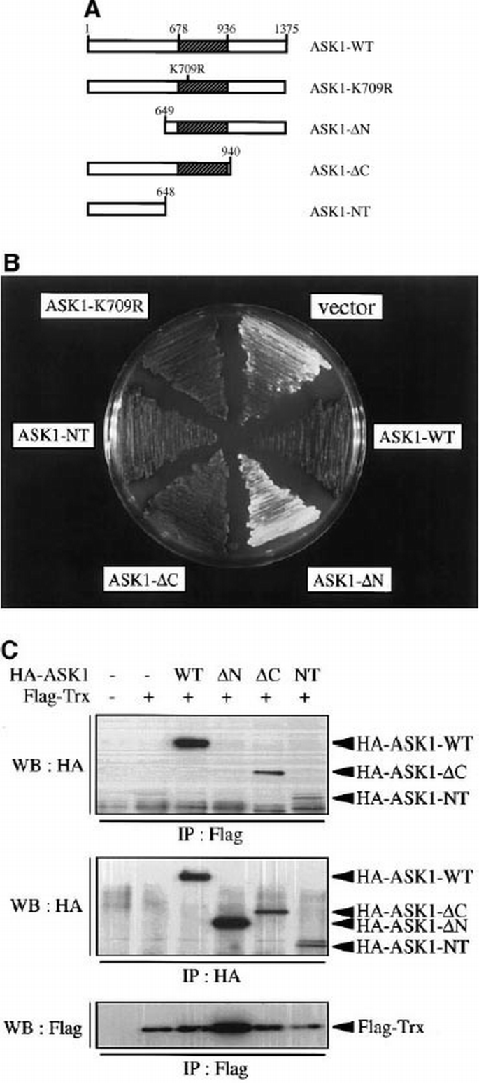 Mammalian thioredoxin is a direct inhibitor of apoptosis signal‐regulating  kinase (ASK) 1 | The EMBO Journal