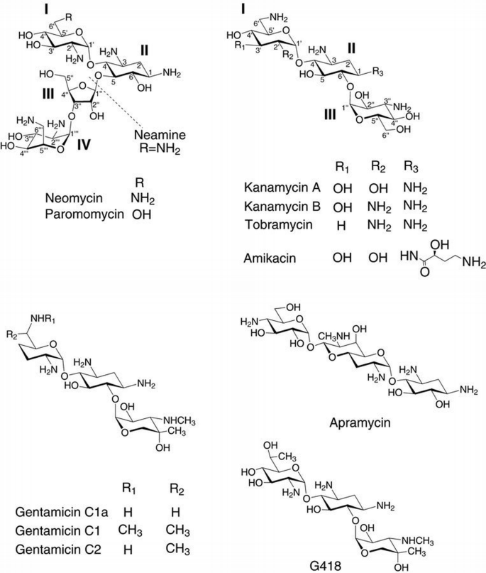 Neamine Basis for prokaryotic specificity of action of aminoglycoside ...