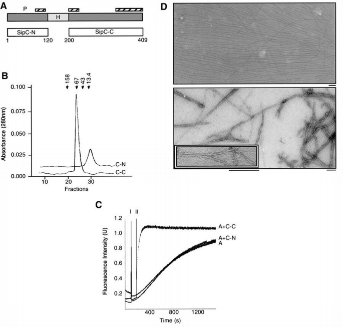 Direct nucleation and bundling of actin by the SipC protein of invasive ...
