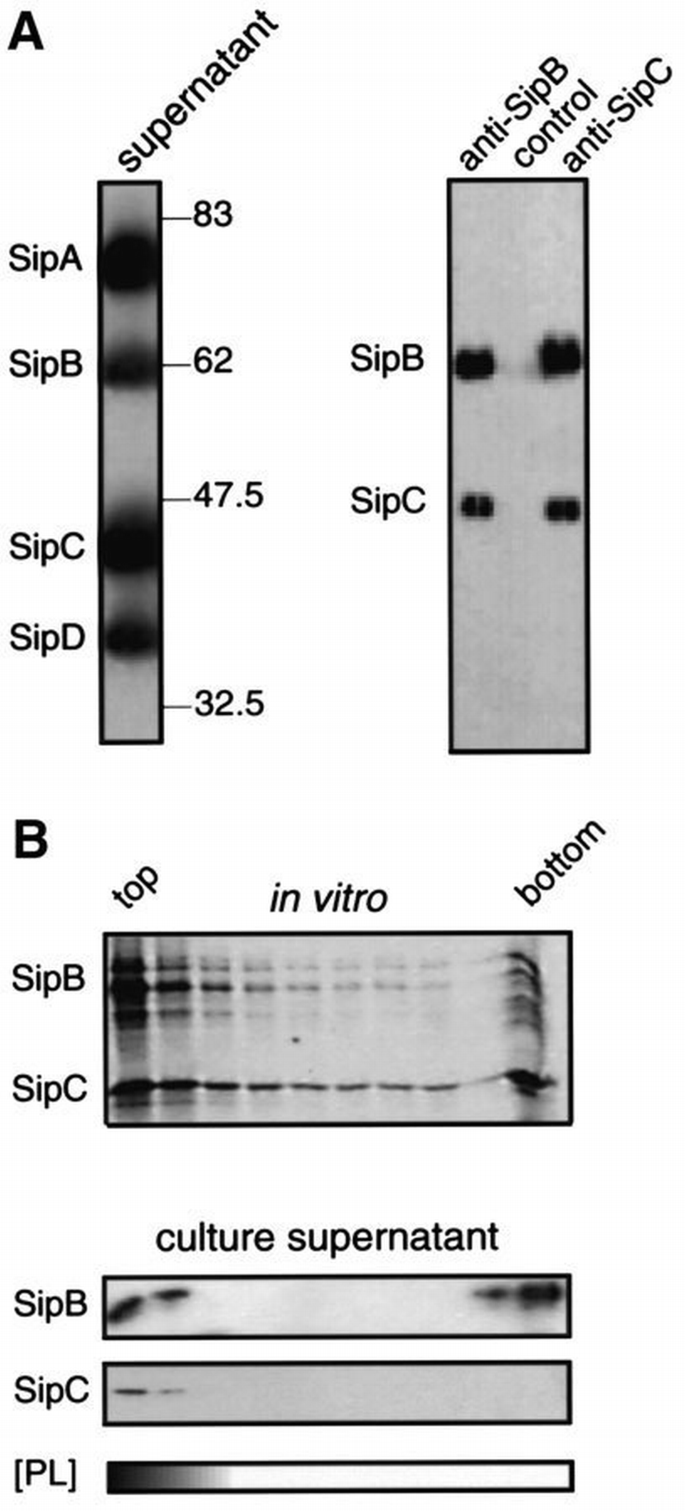 Direct nucleation and bundling of actin by the SipC protein of invasive ...
