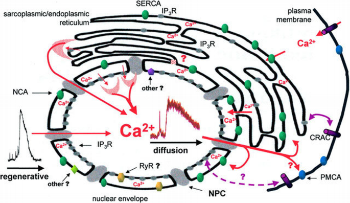 Calcium signals in the cell nucleus Strasbourg, France, August 20–23 ...