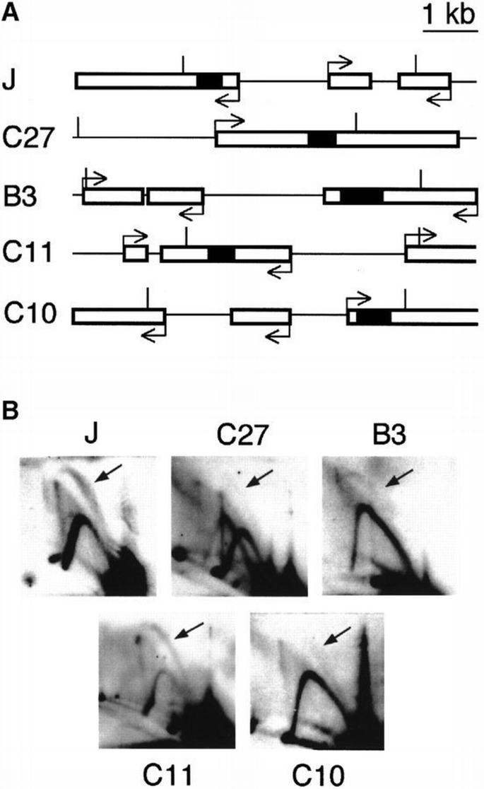 Organization of DNA replication origins in the fission yeast genome ...