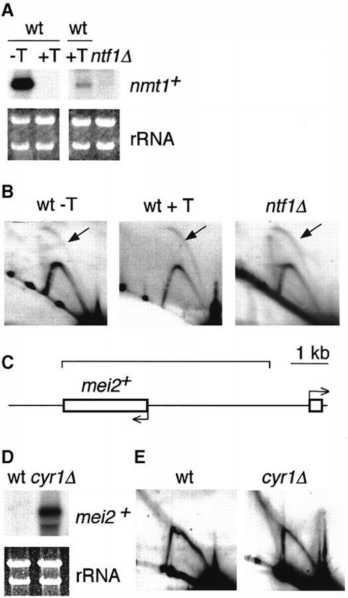 Organization of DNA replication origins in the fission yeast genome ...