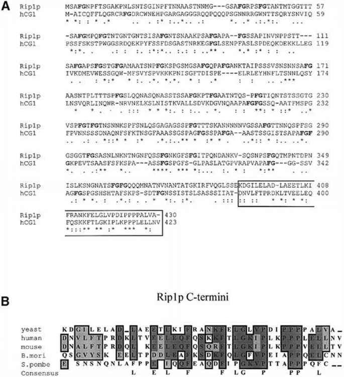 The RNA export factor Gle1p is located on the cytoplasmic fibrils of ...