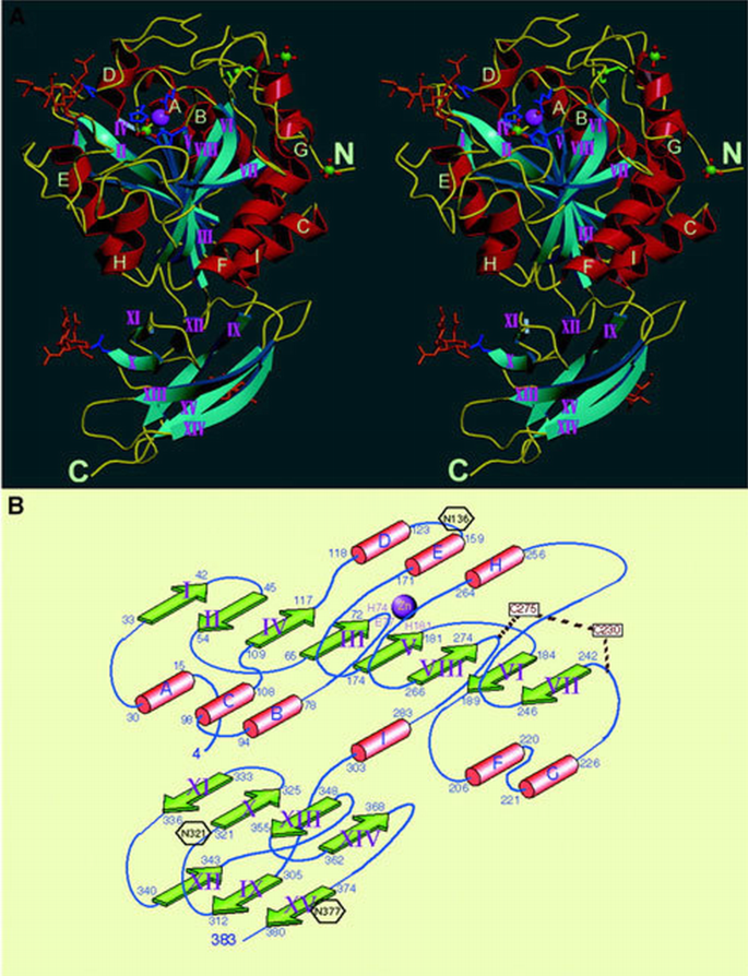 Crystal structure of avian carboxypeptidase D domain II: a prototype ...