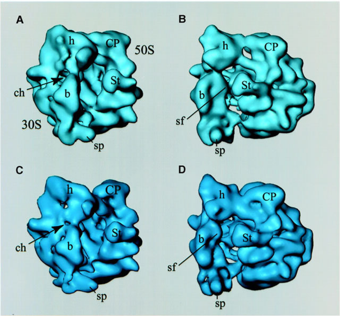 Major rearrangements in the 70S ribosomal 3D structure caused by a ...