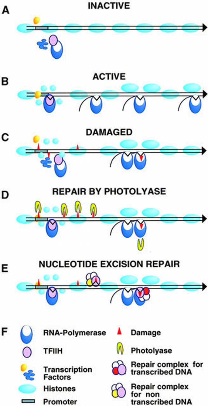 Light and dark in chromatin repair: repair of UV‐induced DNA lesions by ...