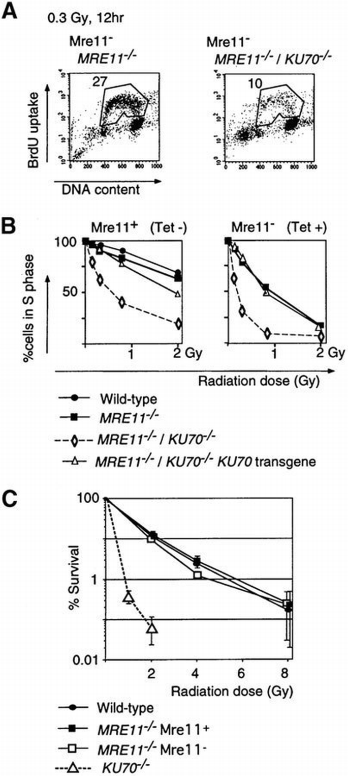 Mre11 is essential for the maintenance of chromosomal DNA in vertebrate ...