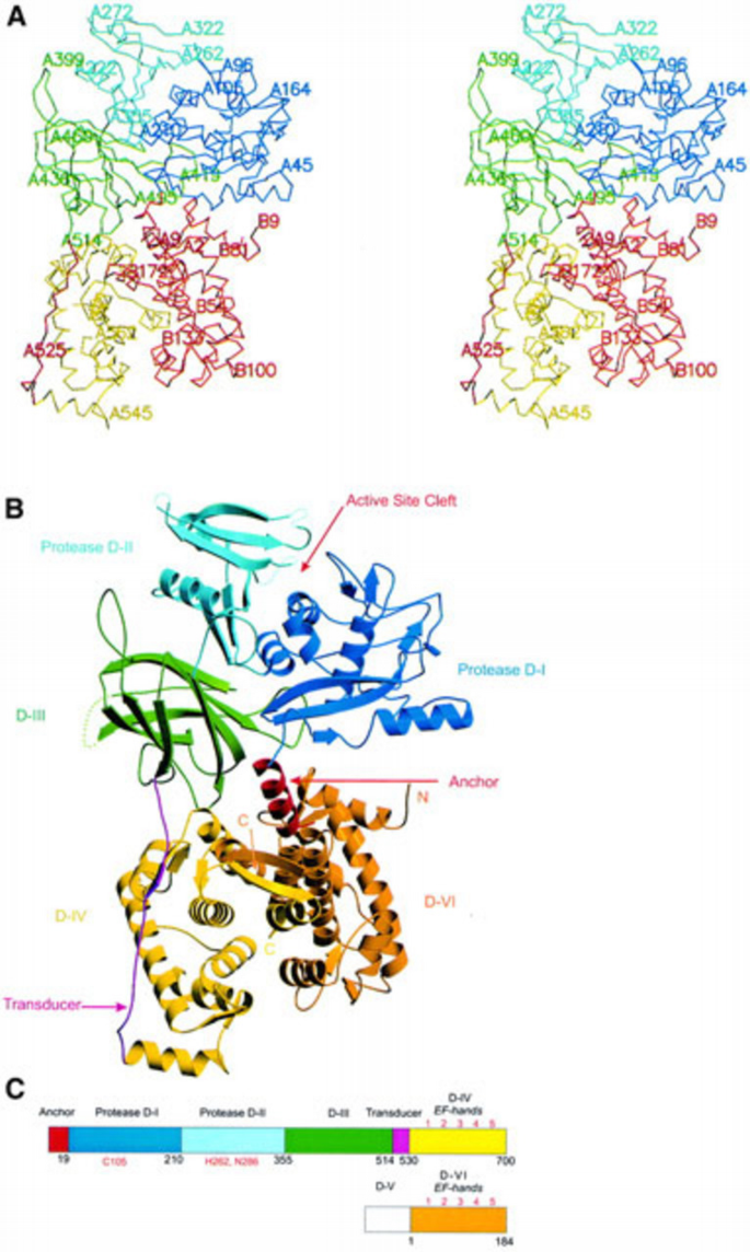 Crystal structure of calpain reveals the structural basis for Ca2 ...