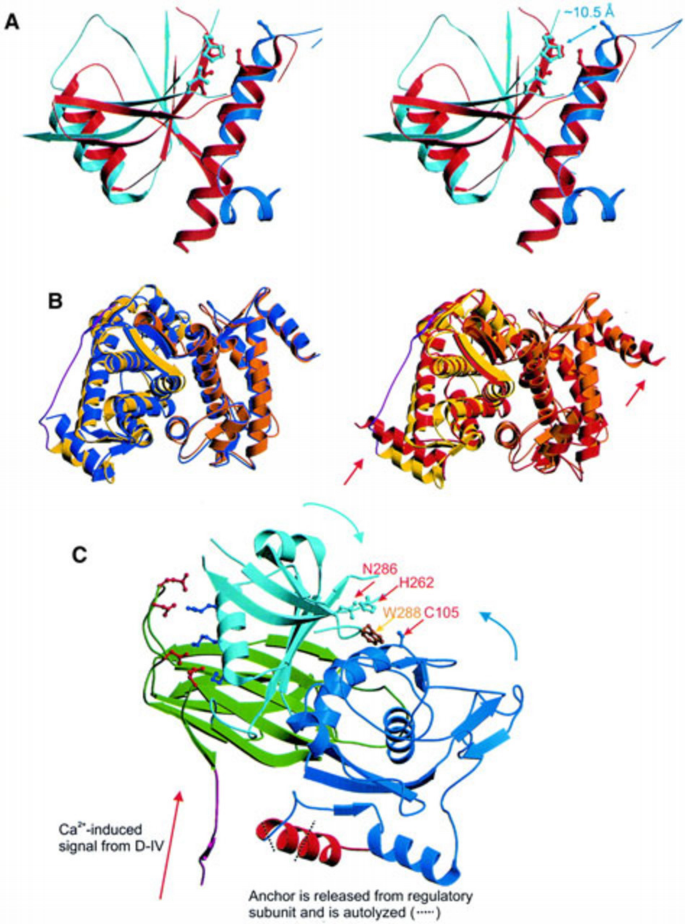 Calpullin Conical Structure Crystal structure of calpain reveals the structural basis for Ca2 ...