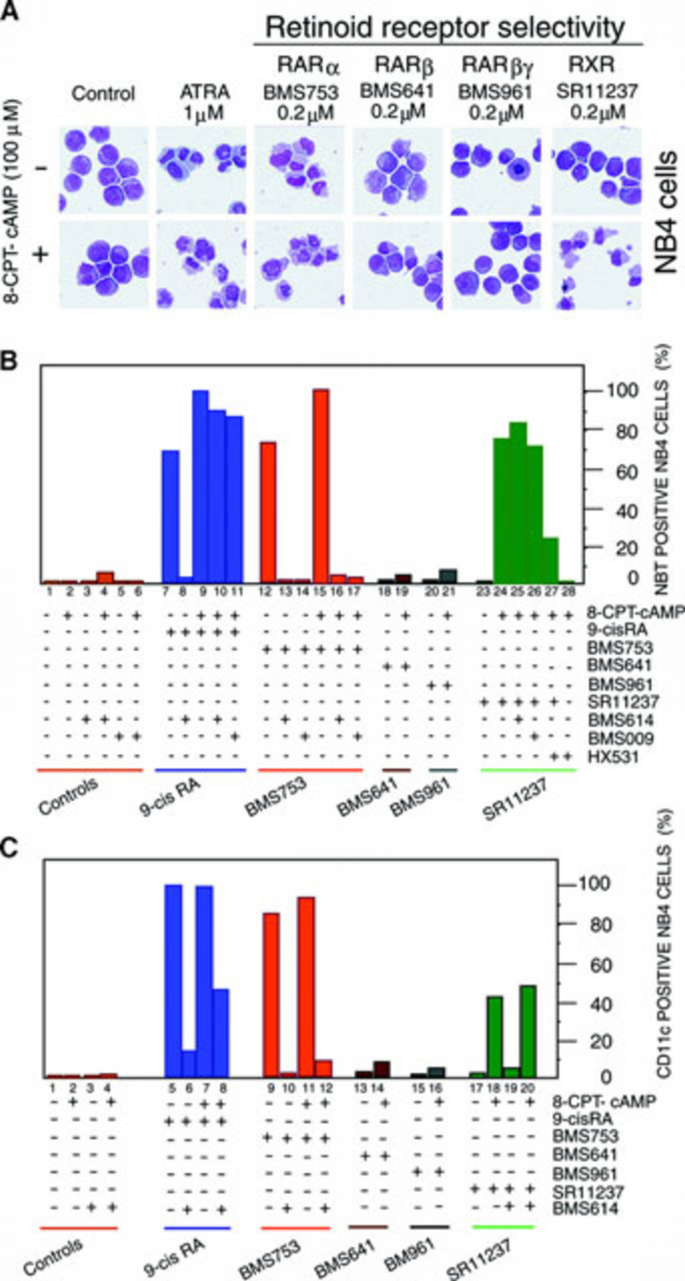 RAR‐independent RXR signaling induces t(15;17) leukemia cell maturation ...