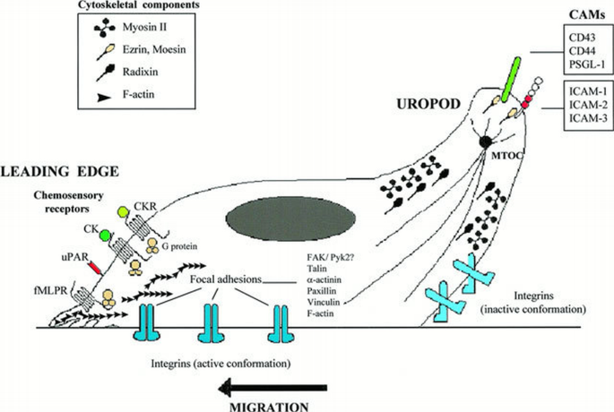 Leukocyte polarization in cell migration and immune interactions | The ...