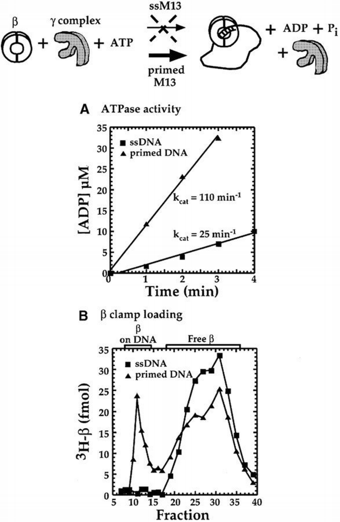 The internal workings of a DNA polymerase clamp‐loading machine | The ...