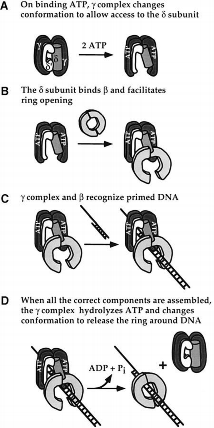 The internal workings of a DNA polymerase clamp‐loading machine | The ...