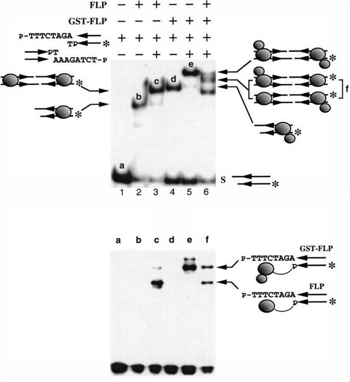 Wild‐type Flp recombinase cleaves DNA in trans | The EMBO Journal ...