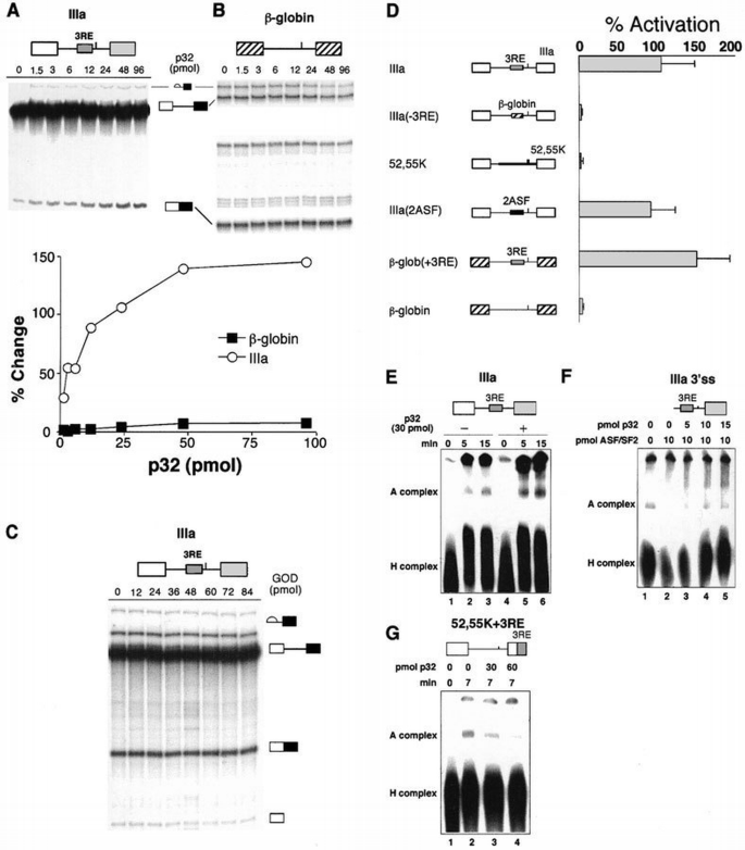 The splicing factor‐associated protein, p32, regulates RNA splicing by ...