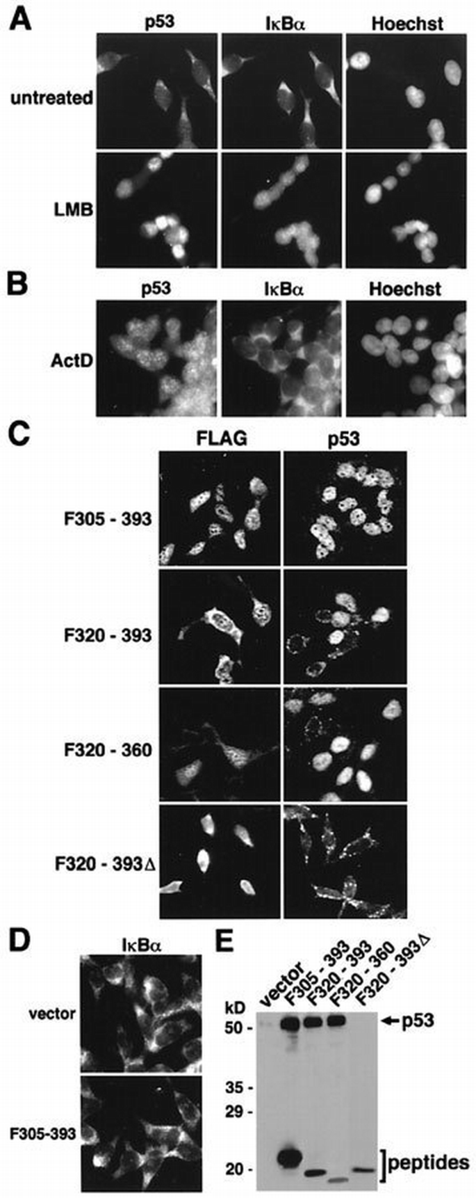 A leucine‐rich nuclear export signal in the p53 tetramerization domain ...