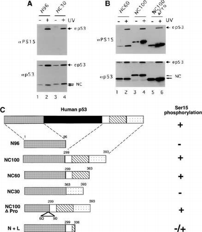 DNA damage‐inducible phosphorylation of p53 at N‐terminal sites ...