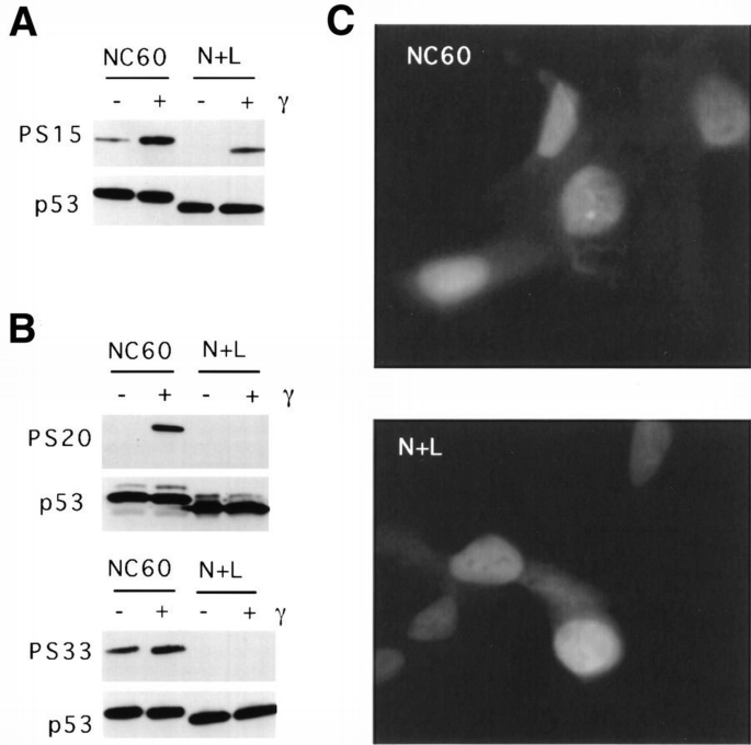 DNA damage‐inducible phosphorylation of p53 at N‐terminal sites ...