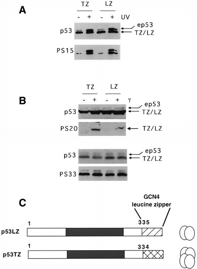 DNA damage‐inducible phosphorylation of p53 at N‐terminal sites ...