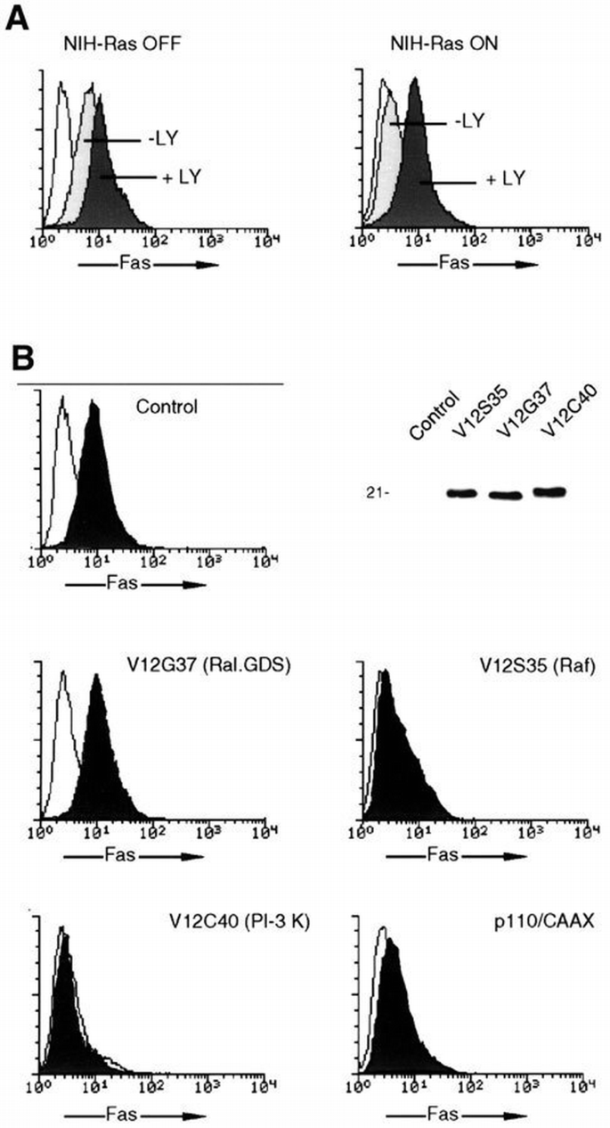 Oncogenic Ras inhibits Fas ligand‐mediated apoptosis by downregulating ...