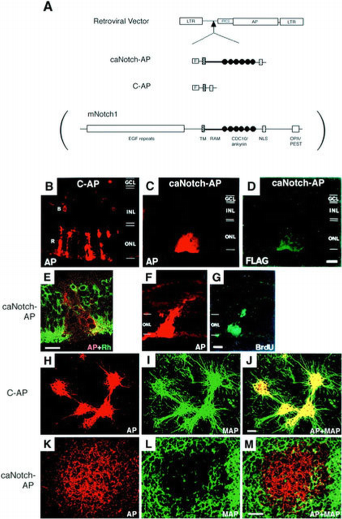 Hes1 and Hes5 as Notch effectors in mammalian neuronal differentiation ...